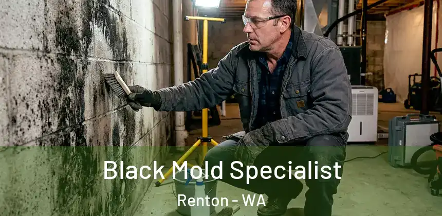  Black Mold Specialist Renton - WA