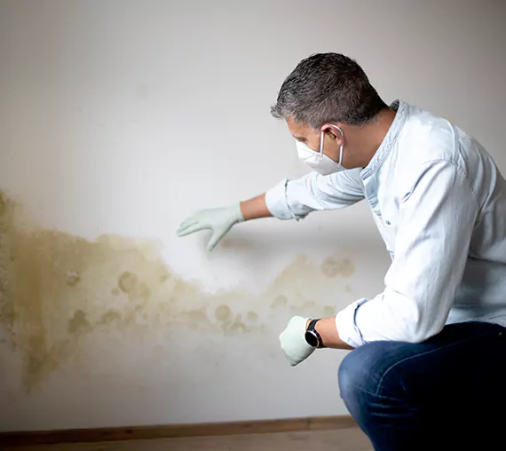 Mold Removal Service in Renton, WA